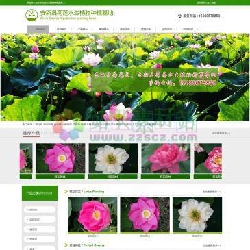 安新荷莲水生植物基地（www.helianmei360.com），