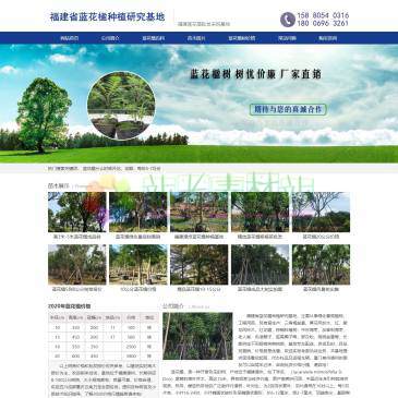 福建蓝花楹种植基地（www.lanhuayingshu.net），