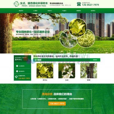 女贞、银杏绿化环保树木（www.askfz.cn），